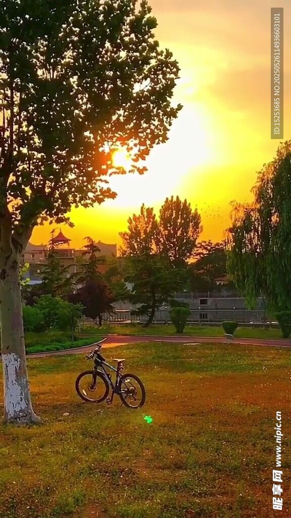 夕陽(yáng)下草地旁的單車與樹(shù)