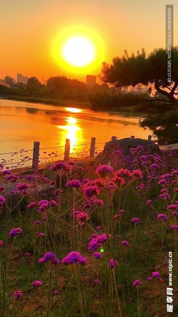 夕陽下湖畔綻放的絢爛花叢