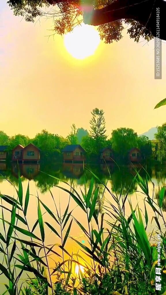湖畔晨光中的蔥郁草木
