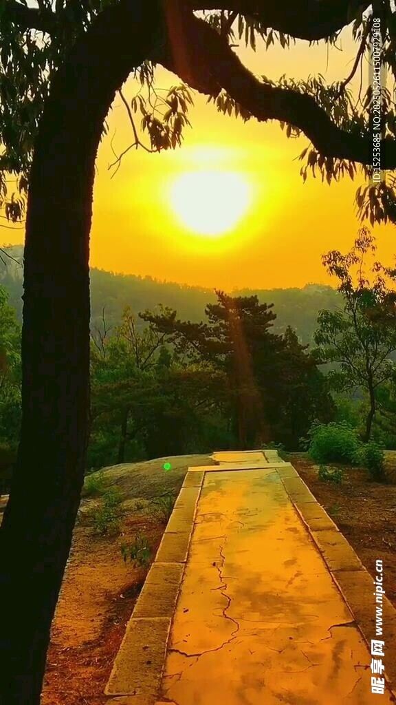 夕陽下的林間小徑