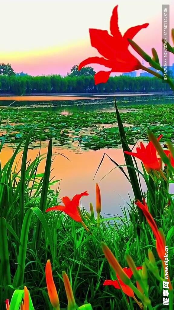 湖畔綻放的艷麗紅花