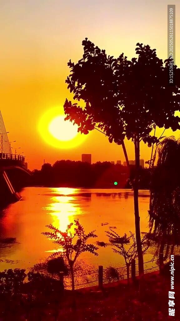 夕陽下的河畔樹木美景