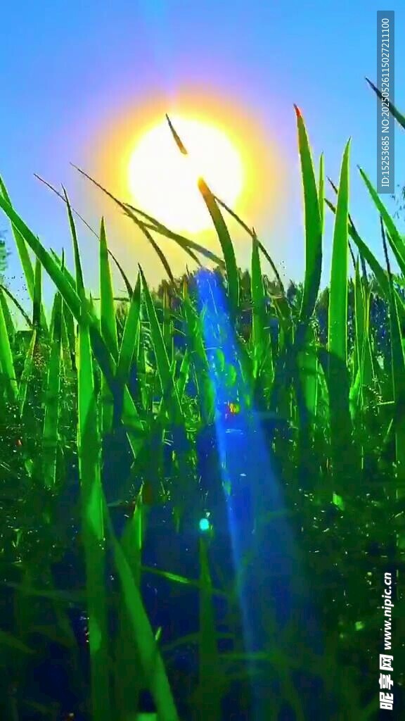 陽光下的翠綠草地