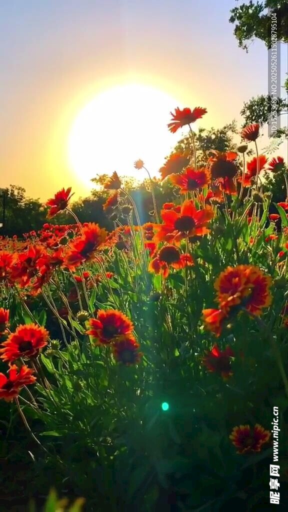 夕陽下的絢爛紅花