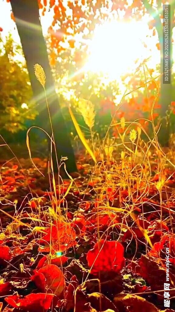 秋日林間陽(yáng)光灑落美景