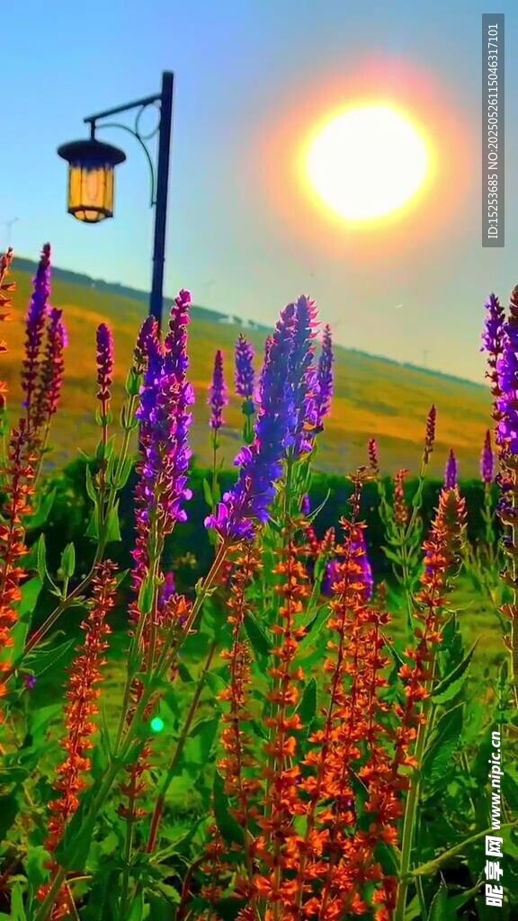 夕陽下的絢爛花田