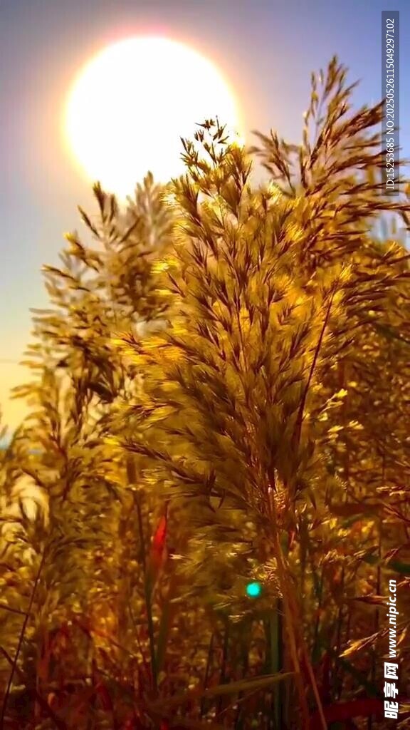 夕陽下的金黃植物景觀