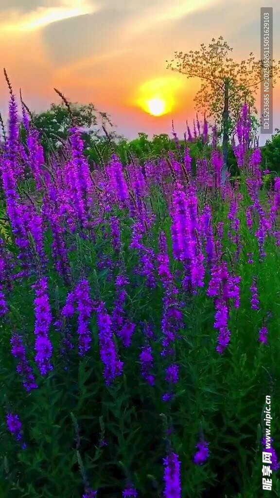夕陽下的紫色花海