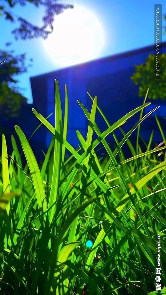 陽光下的翠綠草叢