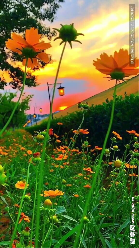 夕陽(yáng)下的絢爛花海