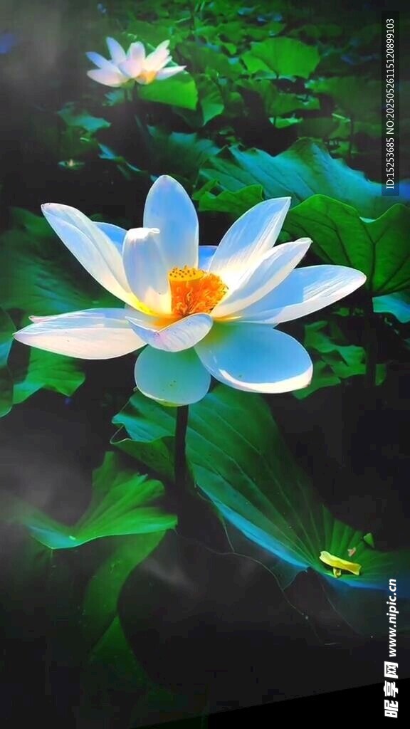 夢幻藍白蓮花水中綻放