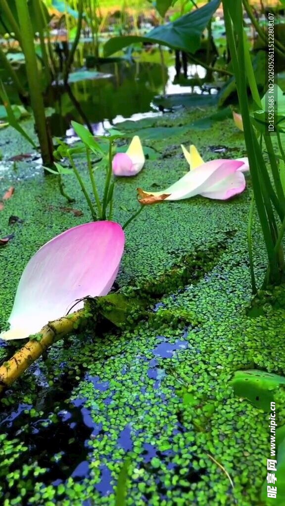 池塘中的睡蓮與水生植物