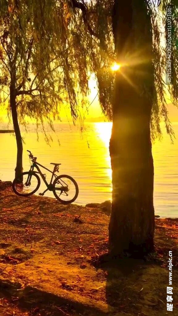 夕陽下的樹與自行車美景