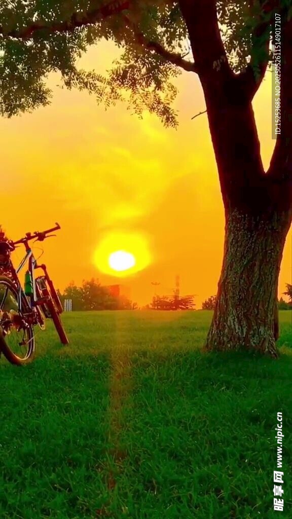 夕陽下草地旁的自行車