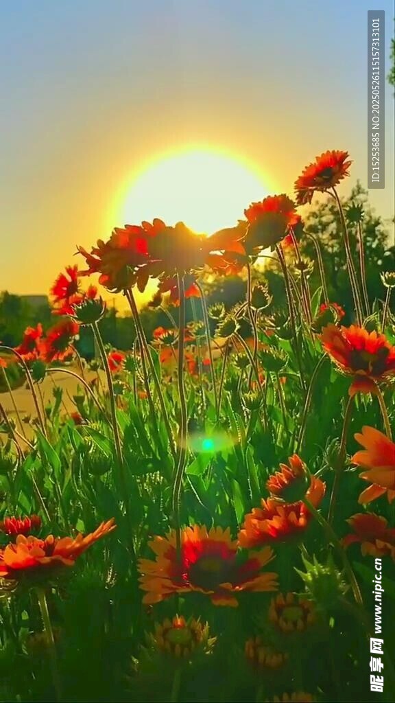 夕陽下的絢爛紅色花海