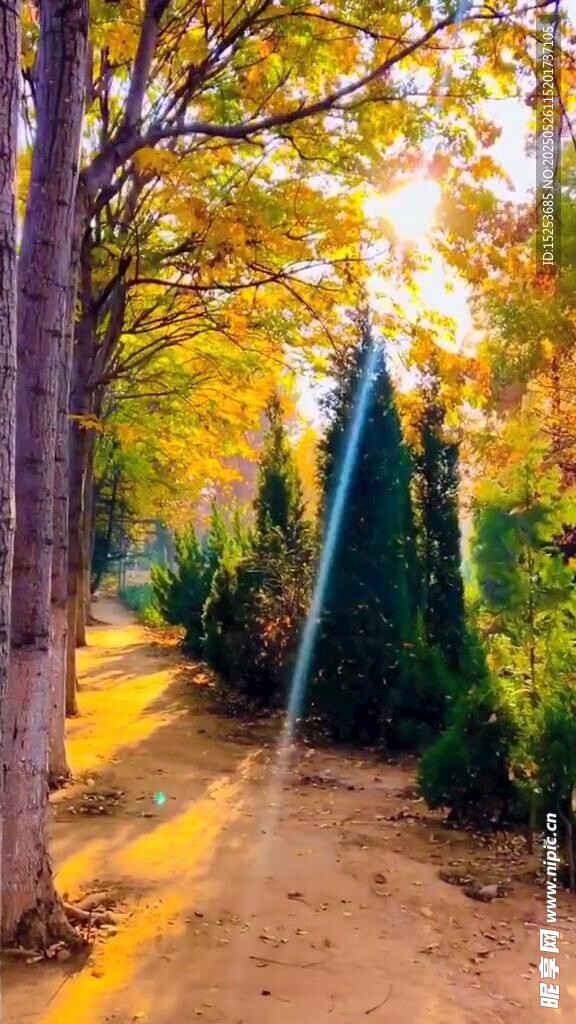 秋日林間小道美景