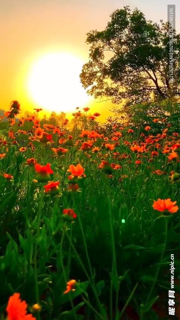 夕陽下的絢爛花海
