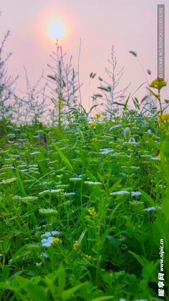 夕陽下的花草田園美景