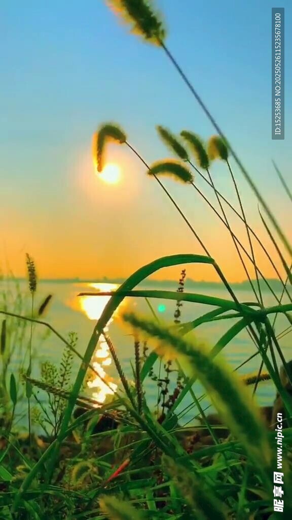 夕陽下的蘆葦與波光粼粼