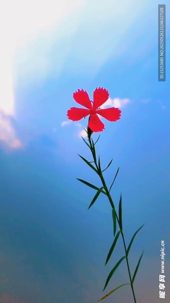 藍天下的嬌艷紅色小花