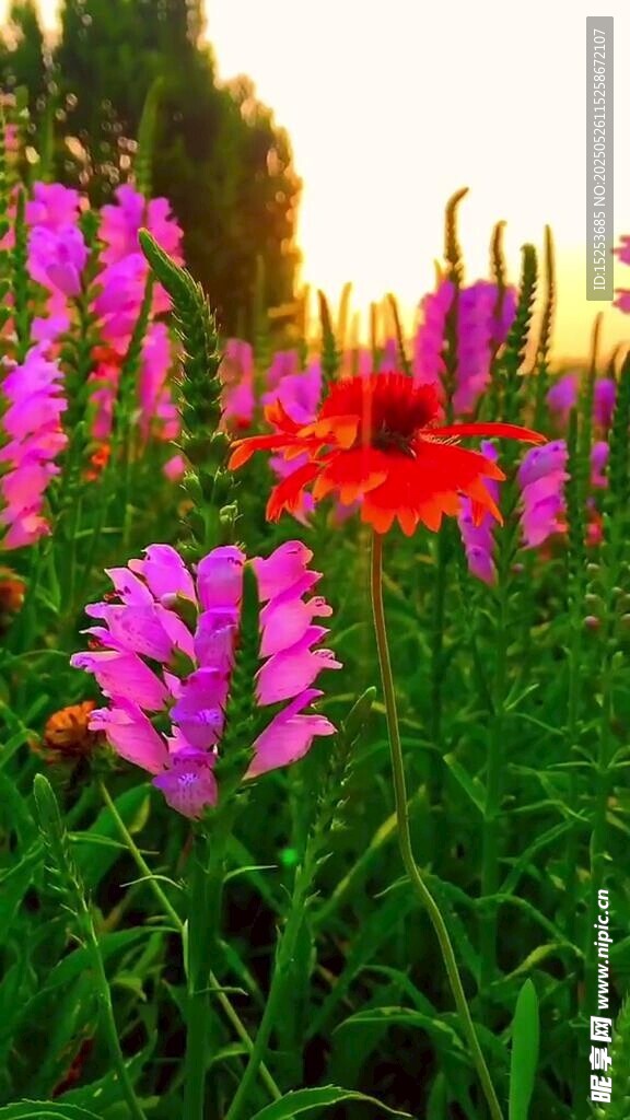 夕陽下的絢爛花海