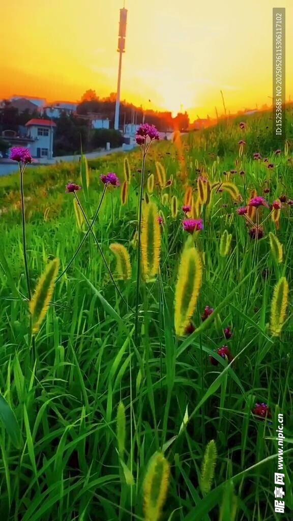 夕陽下的翠綠草地與野花