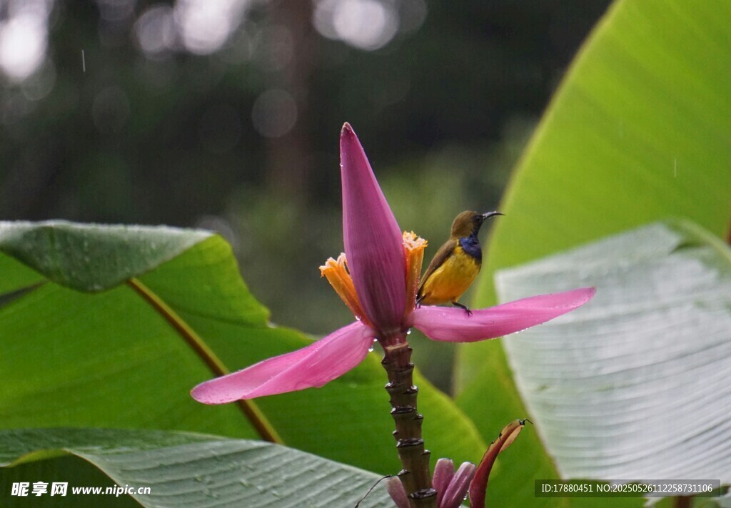 芭蕉花