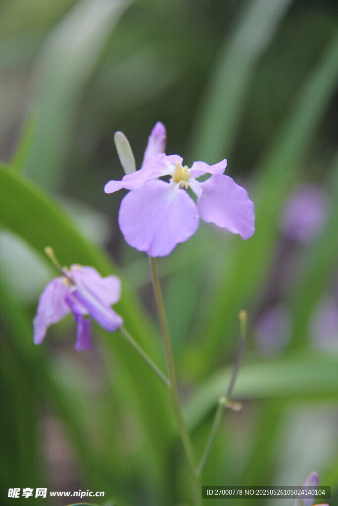 紫花