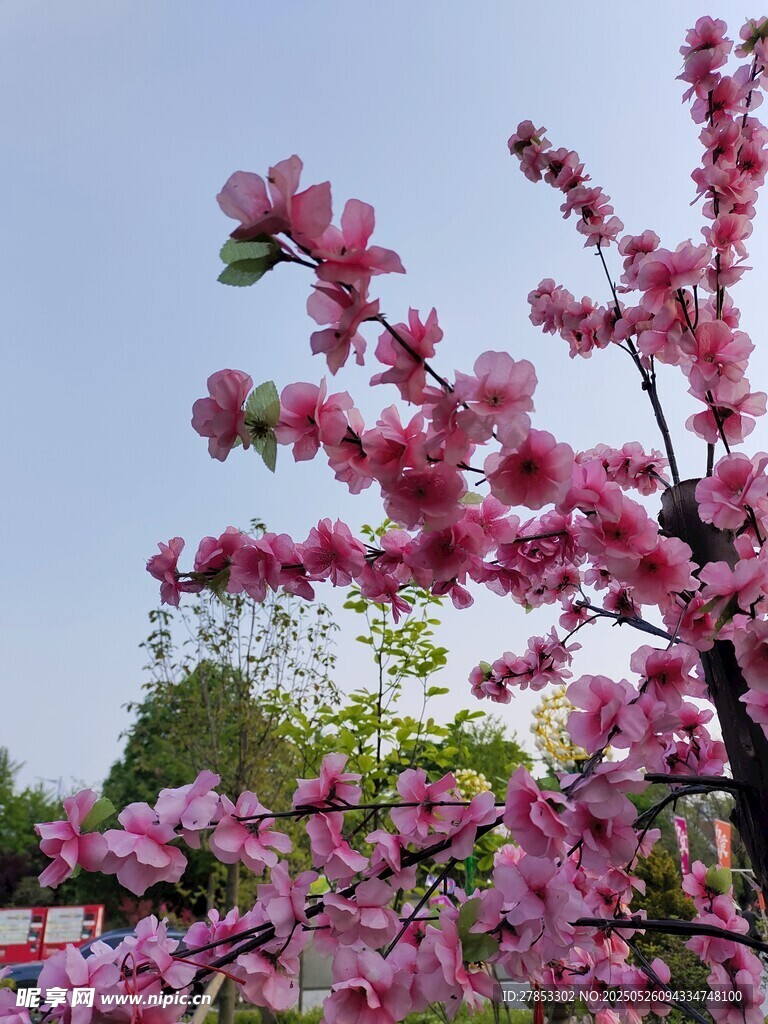 盛開的粉色繁花枝頭