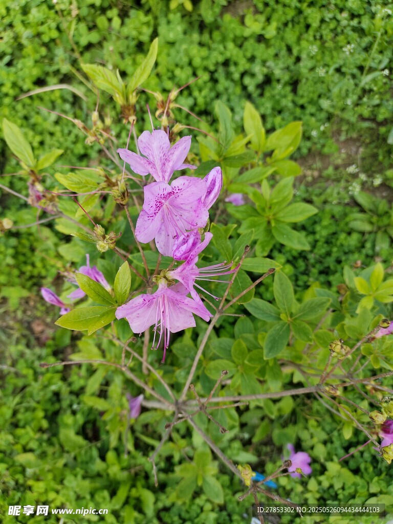 綠葉間綻放的粉色花朵