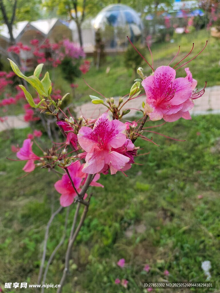 枝頭綻放的嬌艷粉色花朵