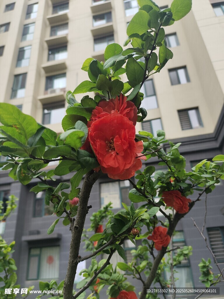 樓前綻放的艷麗紅花朵