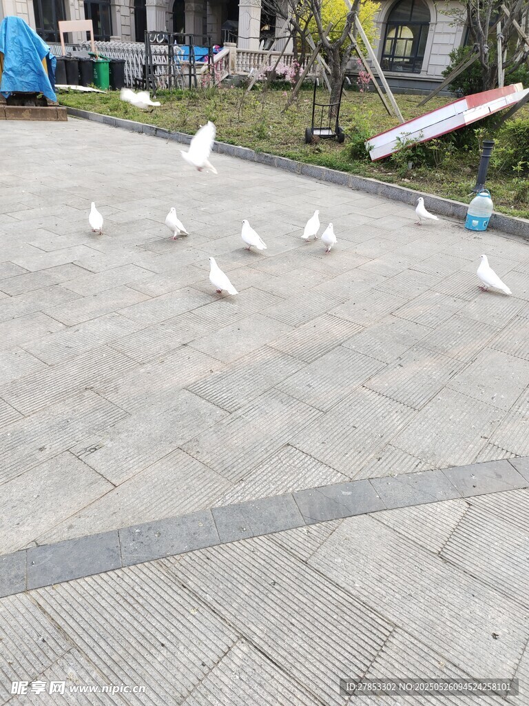 廣場上的白鴿群