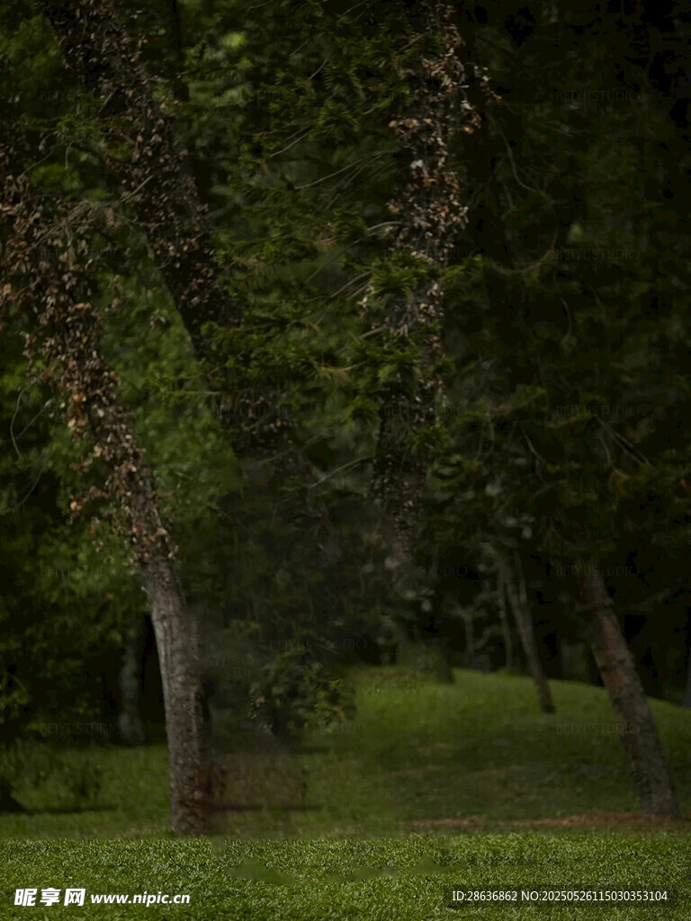 靜謐樹林綠意盎然