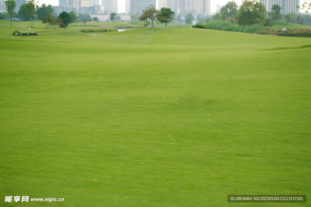 翠綠廣闊的高爾夫球場草地