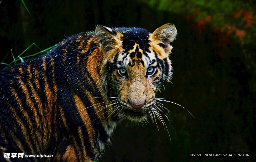 凝視的斑斕猛虎