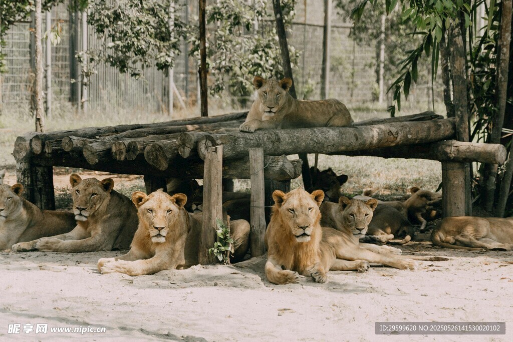動物園中休憩的幾只獅子
