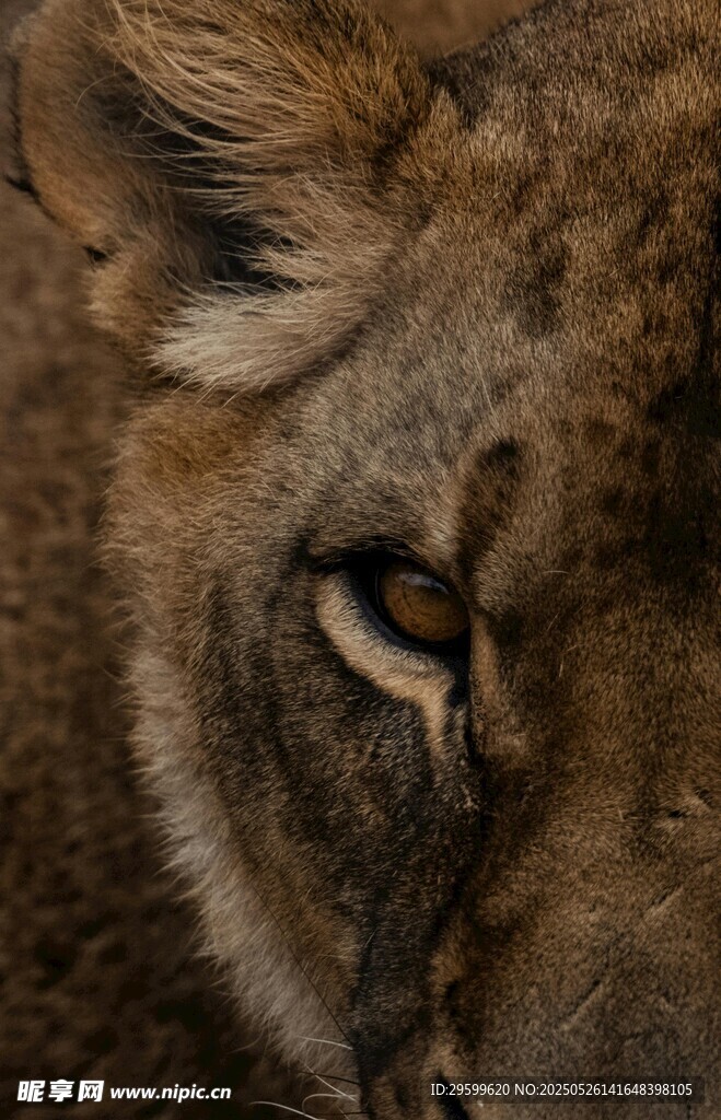 獅子眼部特寫