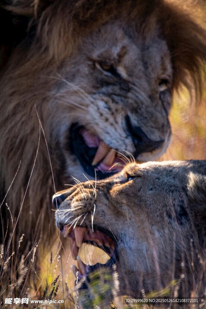 獅子撕咬獵物瞬間