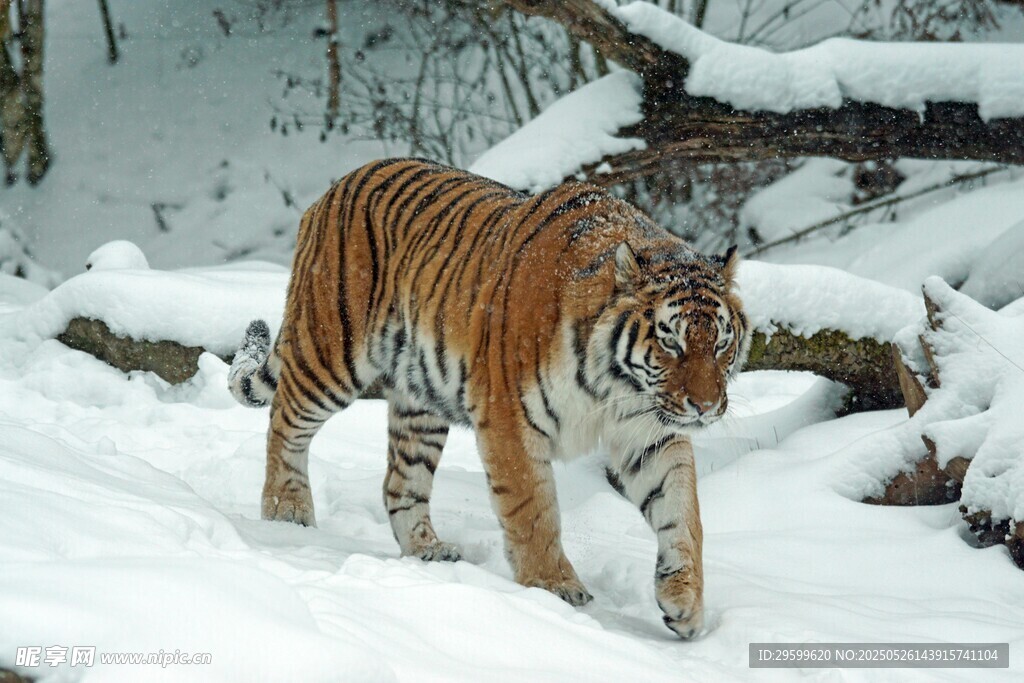 雪地中的斑斕猛虎