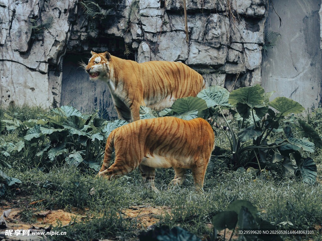 兩只獅子于綠植巖石間