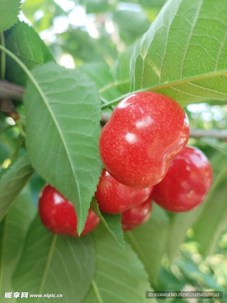 枝頭紅櫻桃飽滿誘人