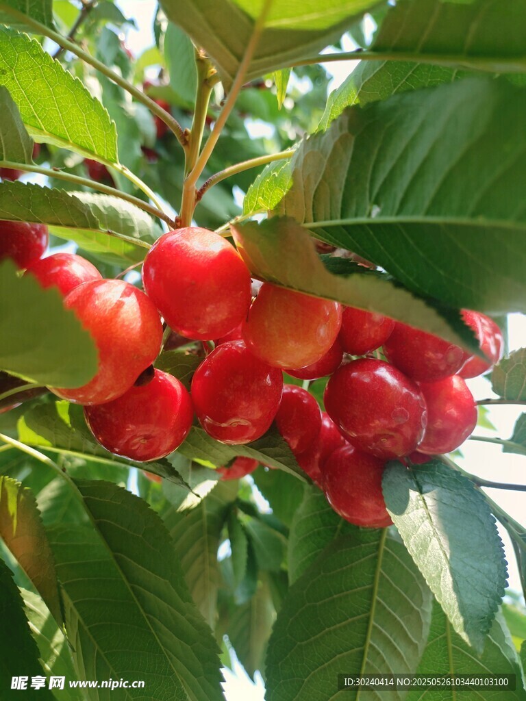 紅櫻桃
