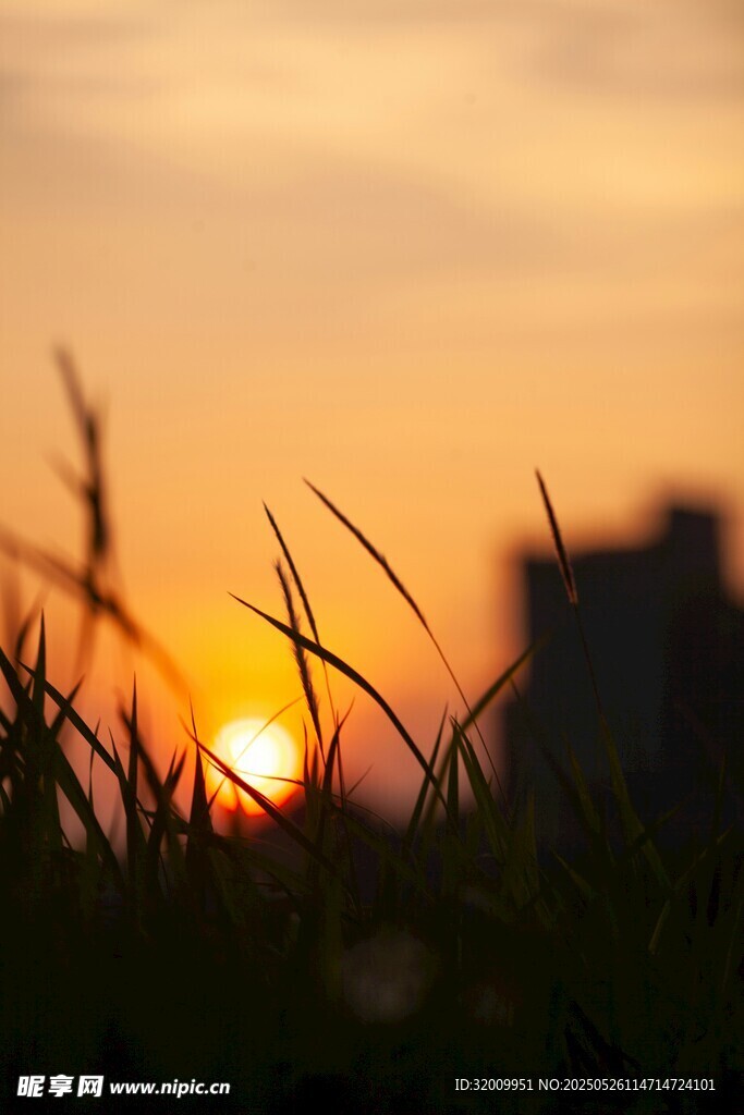 夕陽下的草叢