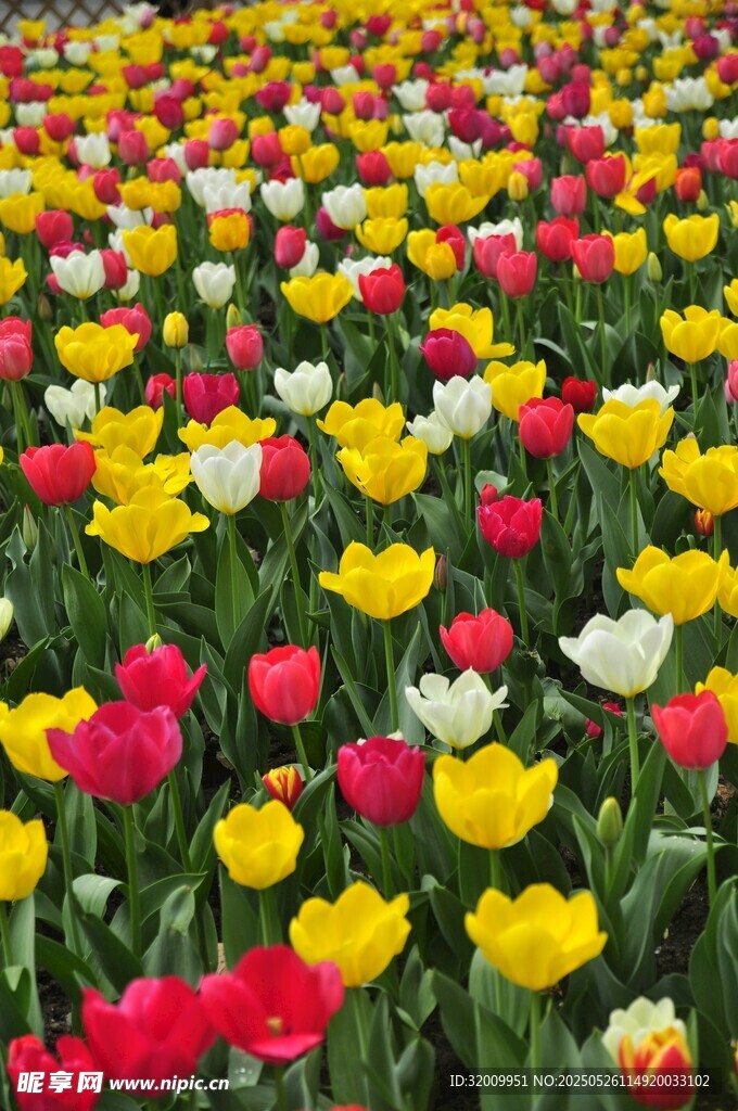 五彩斑斕的郁金香花海