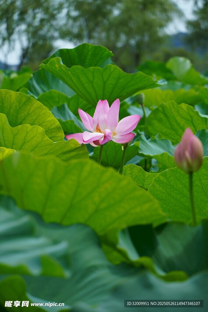 夏日綻放的嬌艷荷花