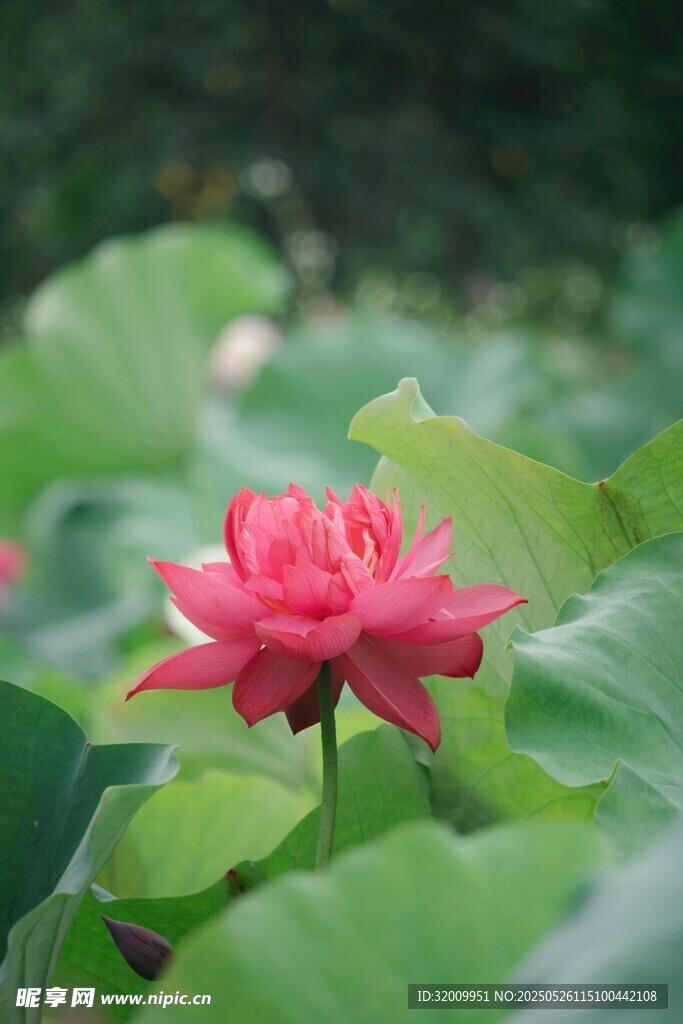 紅荷花