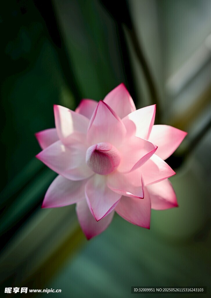 嬌艷粉色蓮花特寫