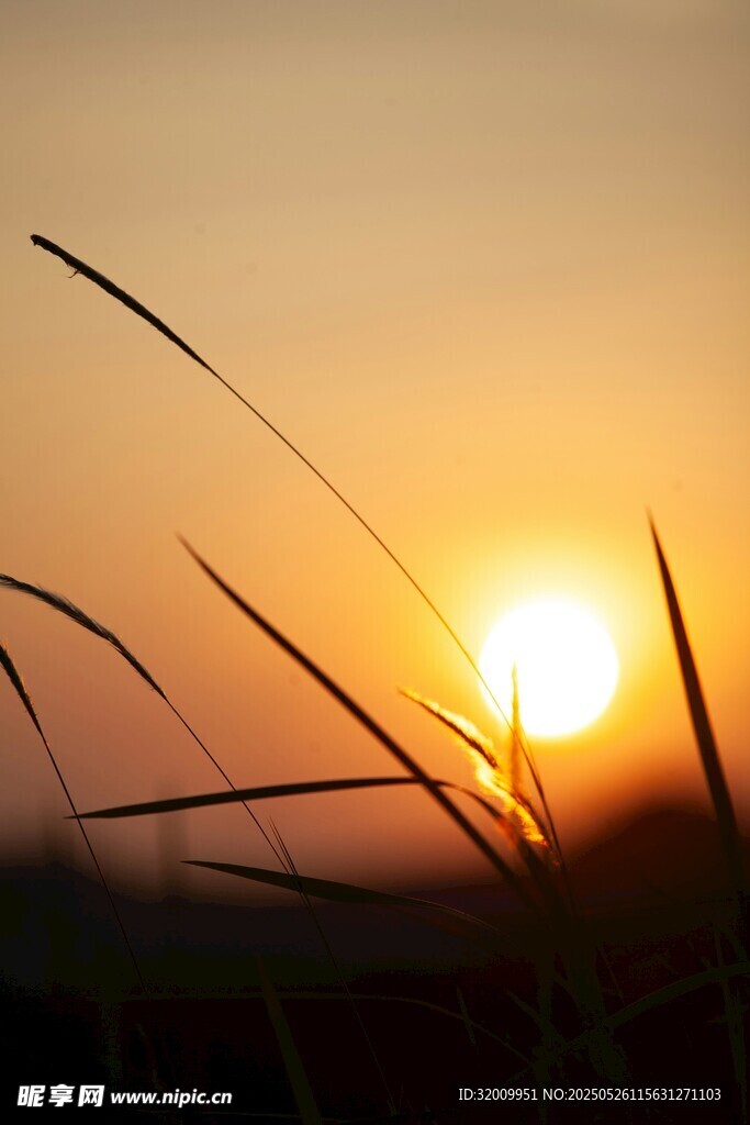 夕陽下的草影