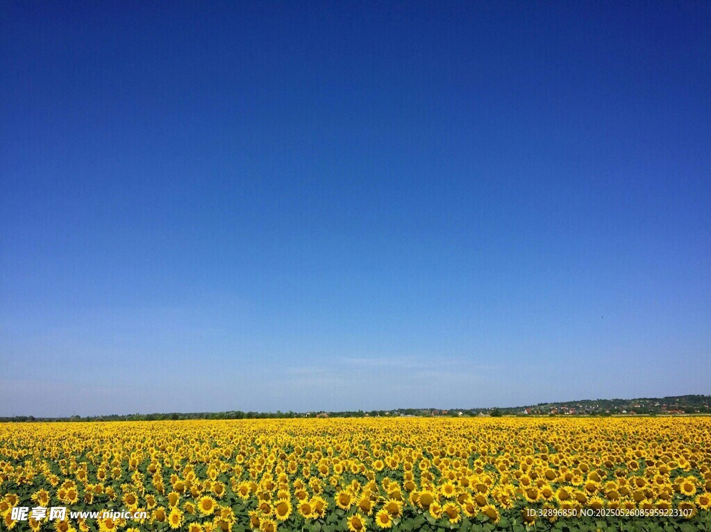 金黃花海映藍天